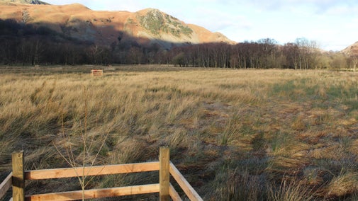 Black poplar trees planted in tree cages on Goldrill Beck's floodplain, Ullswater